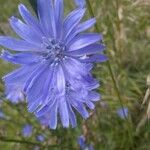 Cichorium endiviaKukka