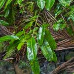 Sapium laurocerasus Leaf