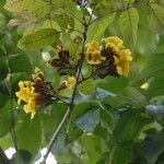 Markhamia tomentosa Blüte