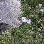 Aster flaccidus Habitus