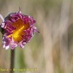 Bellis pappulosa Blüte