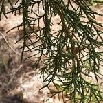 Juniperus procera Folio