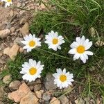 Leucanthemopsis alpina Flor