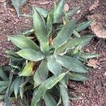 Agave lophantha List