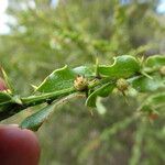 Acacia paradoxa 葉