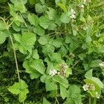 Rubus caesius 整株植物