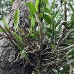 Dendrobium nobile 整株植物