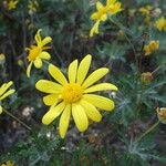 Euryops pectinatus 花