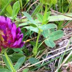 Trifolium wormskioldii عادت