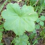 Alchemilla glabra Blad