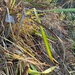 Hemerocallis citrina Leaf