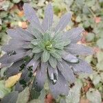 Euphorbia amygdaloides Blad