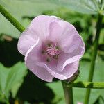 Iliamna latibracteata Flower