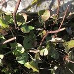 Rumex scutatus Hoja