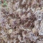 Bromus rubens Fruit