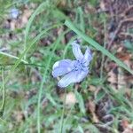 Cichorium endiviaFlors