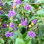 Duranta erecta花