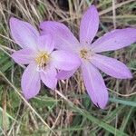 Colchicum lusitanum 花