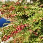 Grevillea rosmarinifolia Foglia