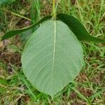 Dioclea guianensis Leaf