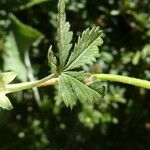 Potentilla pyrenaica Leaf