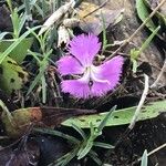 Dianthus hyssopifolius Fleur