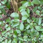 Rhododendron dauricum Leaf