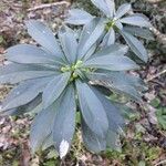 Daphne laureola Flower