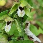 Epipactis muelleri Λουλούδι