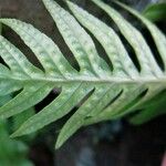 Polypodium interjectum ഇല