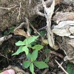 Prunus prostrata Leaf