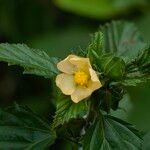 Malvastrum coromandelianum Flower