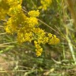 Galium verumFleur