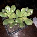 Sedum hernandezii Foglia
