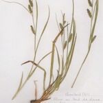 Carex punctata Habitatea