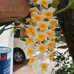 Dendrobium thyrsiflorum Flor