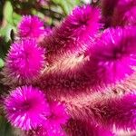 Celosia argenteaBlodyn