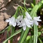 Allium triquetrum Цвят