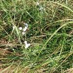 Achillea ptarmica Hábito
