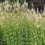 Veronicastrum virginicumЦветок