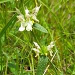 Stachys recta Hábito