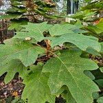 Hydrangea quercifolia Лист