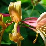 Lonicera caprifolium Kwiat