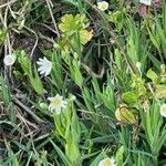 Moehringia ciliata Flower