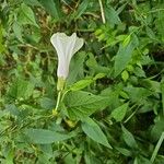 Ipomoea pandurata Flor