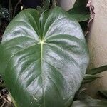 Anthurium nymphaeifolium Frunză