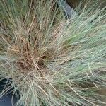 Muhlenbergia rigens Fuelha