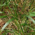 Calamagrostis arundinacea Folha