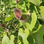 Aristolochia baetica Flower