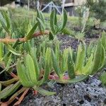 Carpobrotus glaucescens Leaf